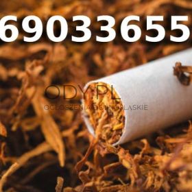 PREMIUM Jakości TYTOŃ 85 PLN / 1KG