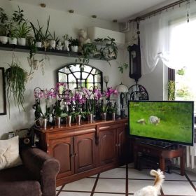 1pok, 33met, Okolice Lelewela BALKON/PIWNICA/PARKING (Wrocław)