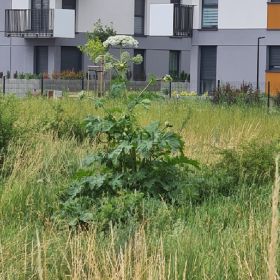 Rdestowiec, barszcz sosnowskiego, tel. 504-746-203, usuniecie, likwidacja, 