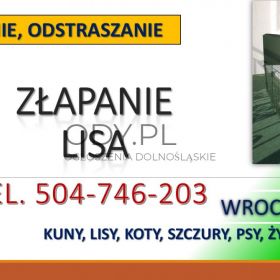 Pułapka na kuny, lisy, odbiór, Wrocław, tel. 504-746-203. Żywołapka, odławianie cena.