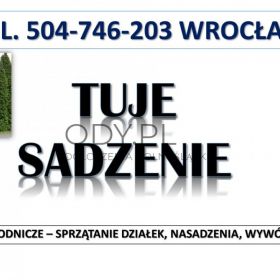 Tuje  sadzenie, cena,  tel. 504-746-203. Wrocław, Nasadzenie tui, pod żywopłot