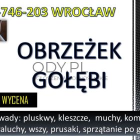 Obrzeżek gołębi, dezynfekcja tel. 504-746-203, Wrocław. Ptasie kleszcze